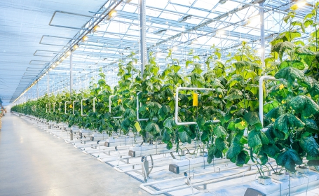 New Agricultural Stereoscopic Planting System(圖)